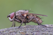 Makrofoto von einer Fliege